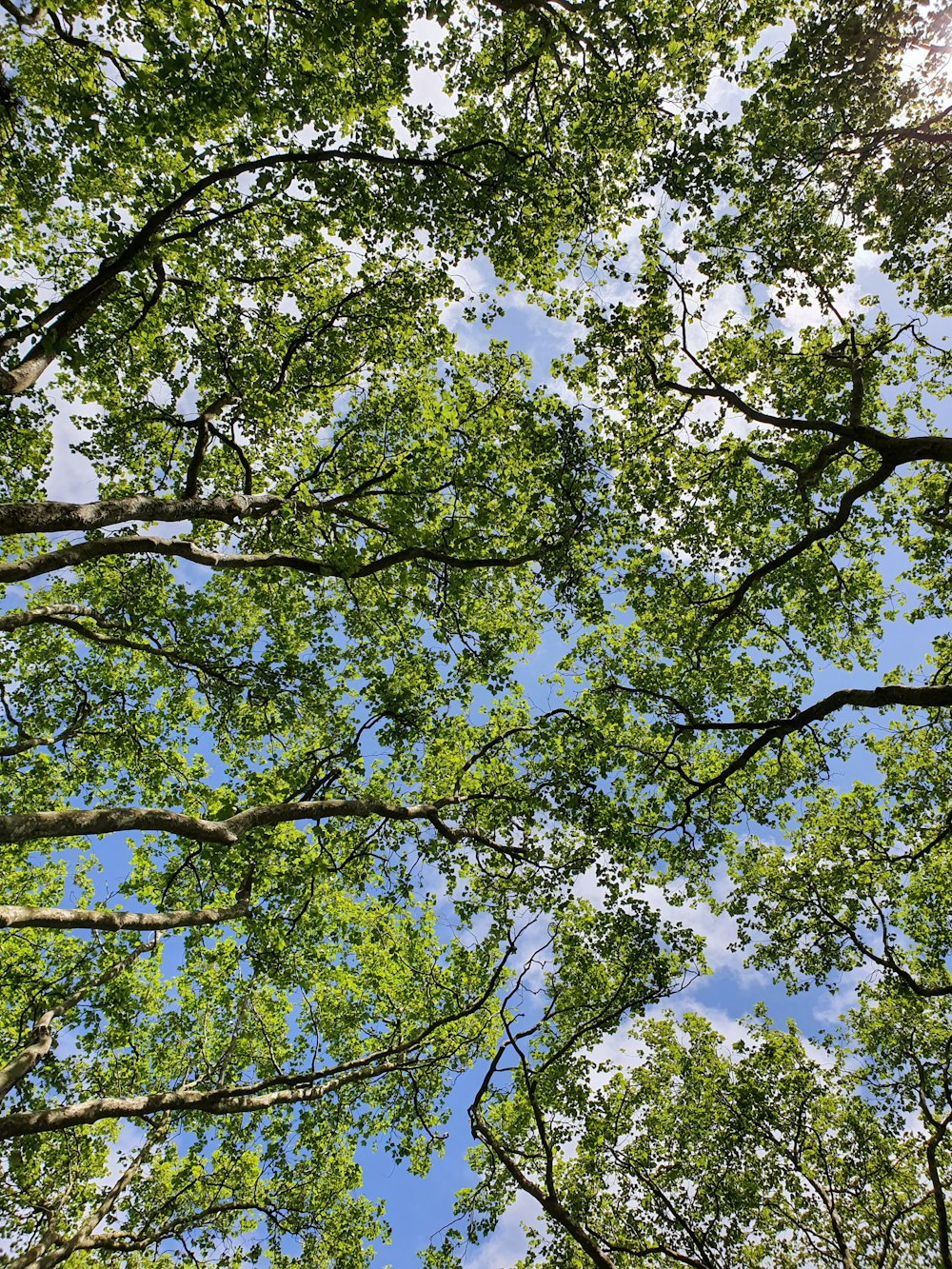 looking up at the tops of trees in a forest