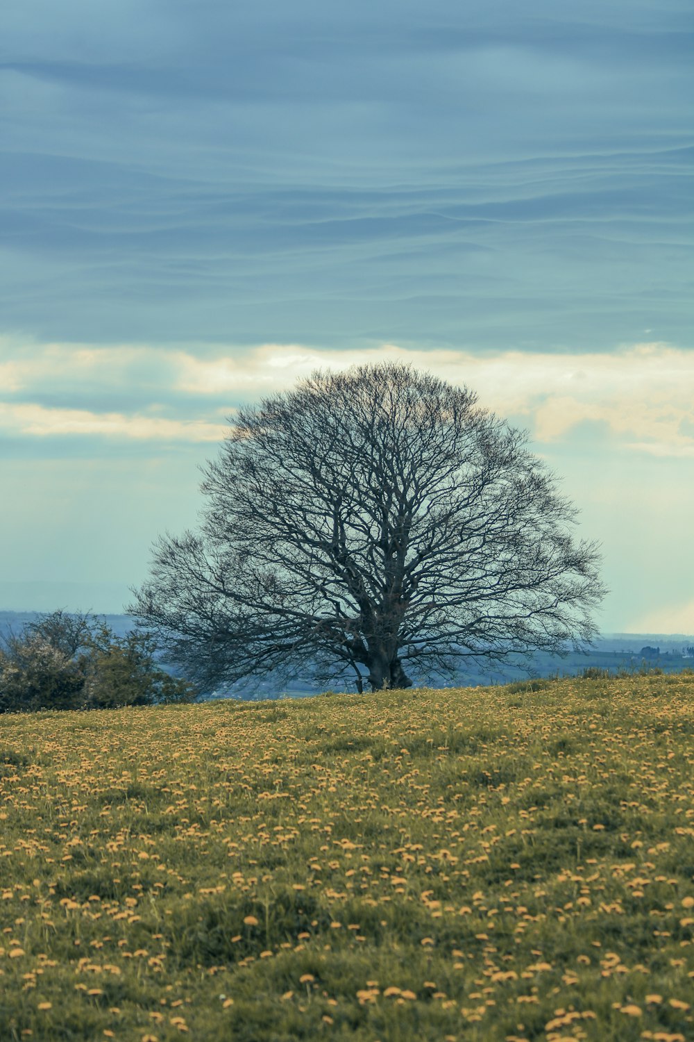 a lone tree stands in a field of yellow flowers