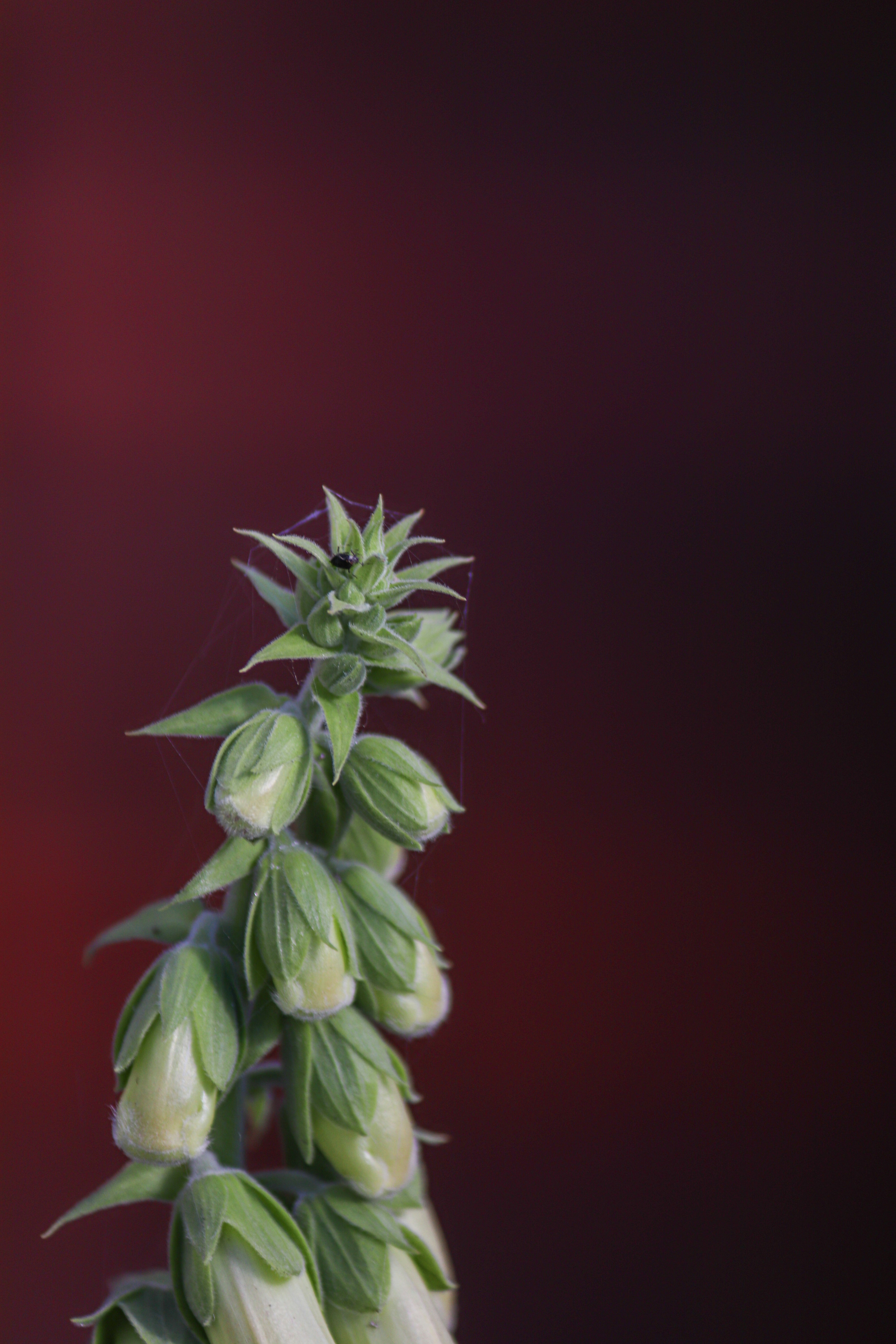 photo-1683248897397-31cf6ad58ed0?ixid=M3wxMjA3fDB8MXxzZWFyY2h8MTB8fGJhdGlkb3MlMjBoZXJiYWxpZmUlMjBwYXJhJTIwcmVjdXBlcmFyJTIwZGVzcHUlQzMlQTlzJTIwZGUlMjBlbnRyZW5hcnxlbnwwfHx8fDE3NTYyNTg2OTJ8MA\u0026ixlib=rb-4.1.0