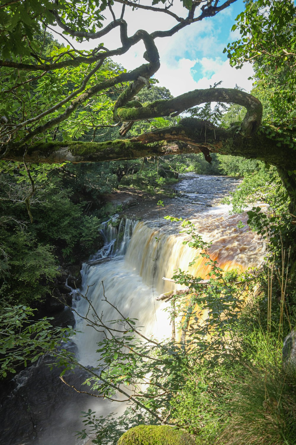 a waterfall in the middle of a forest