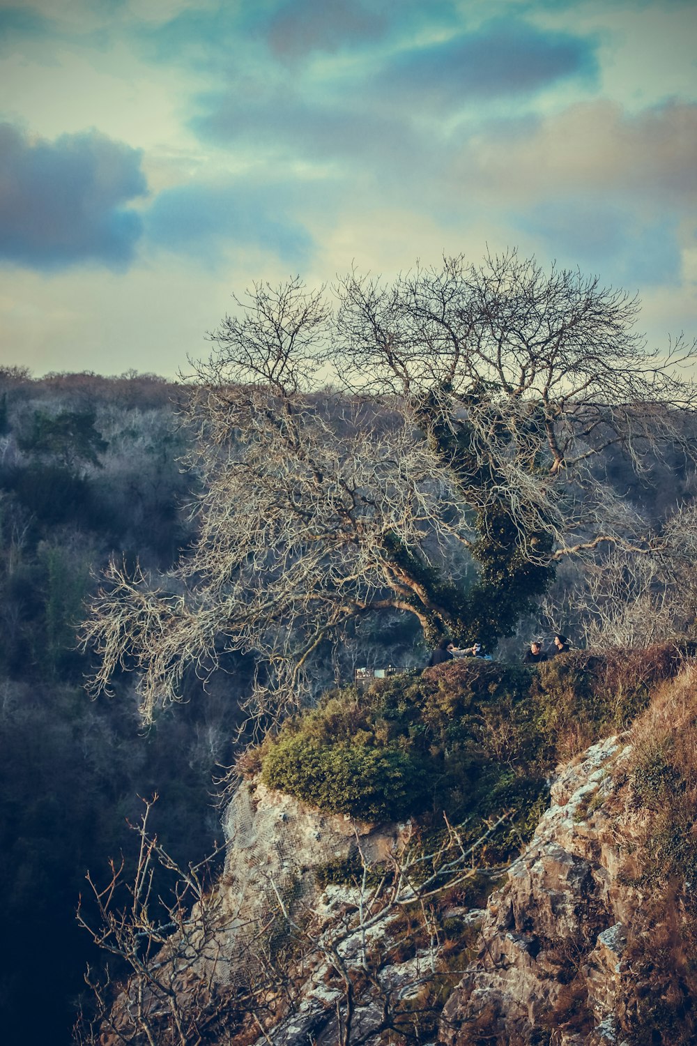 a bare tree on a hill with a sky background