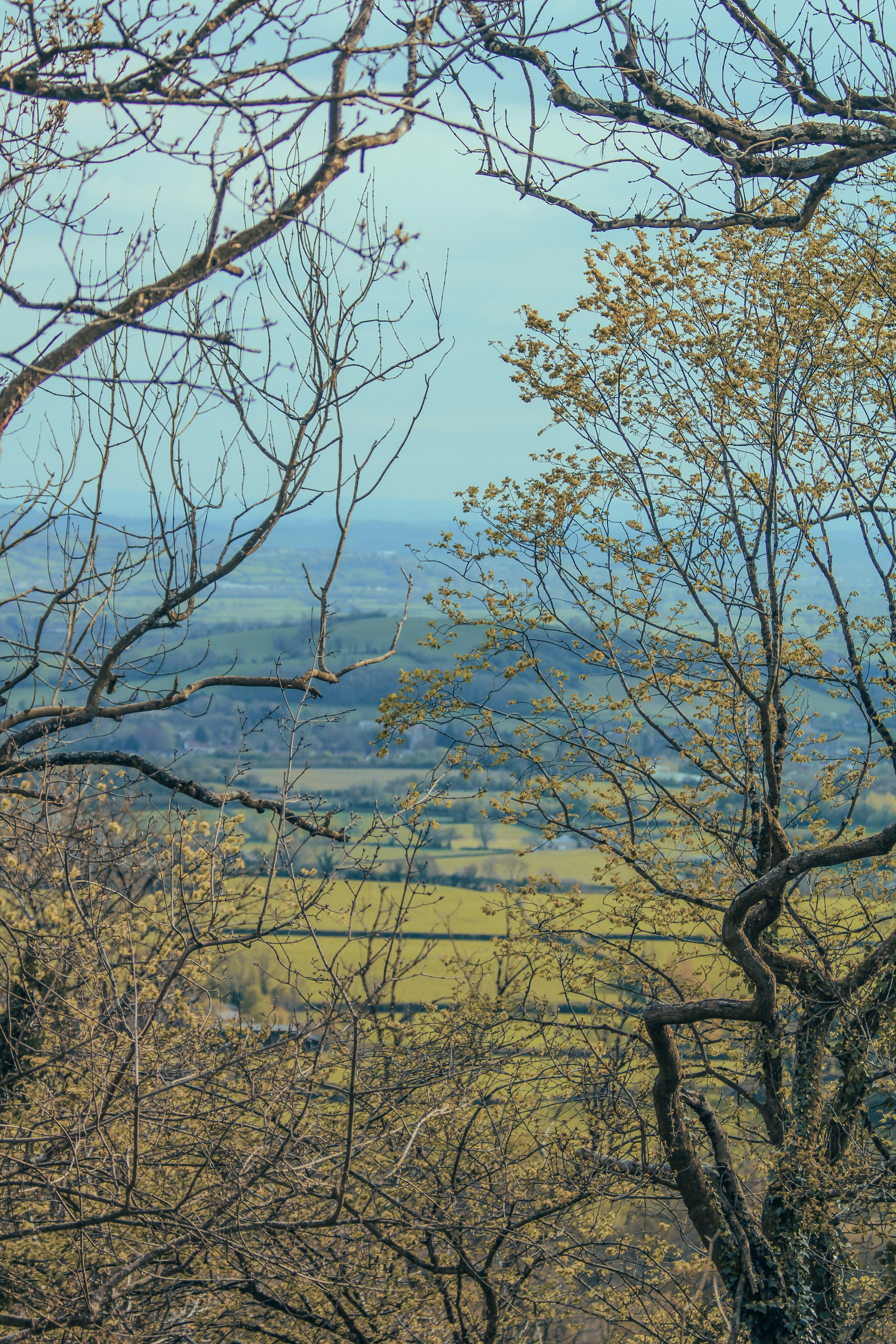 a view of a valley through some trees