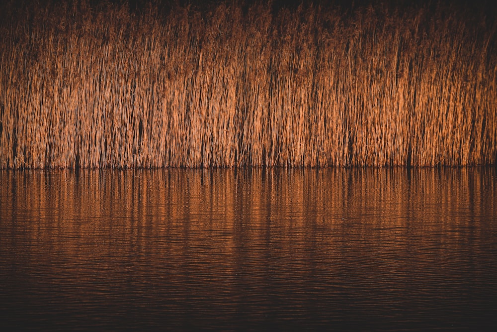 a large body of water with trees in the background