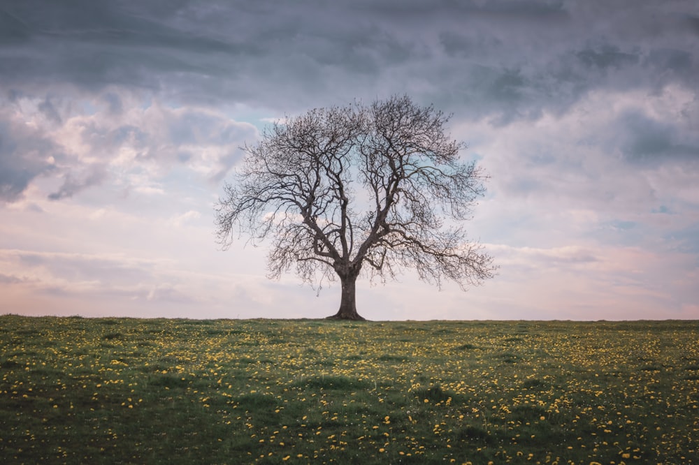 Uma árvore solitária fica sozinha em um campo