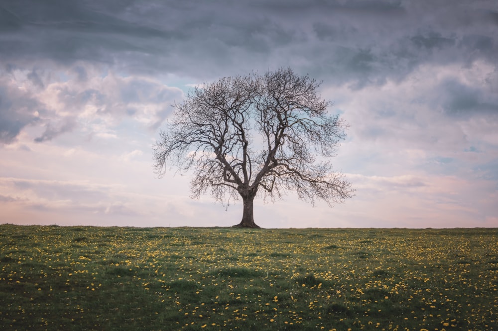 a lone tree stands alone in a field