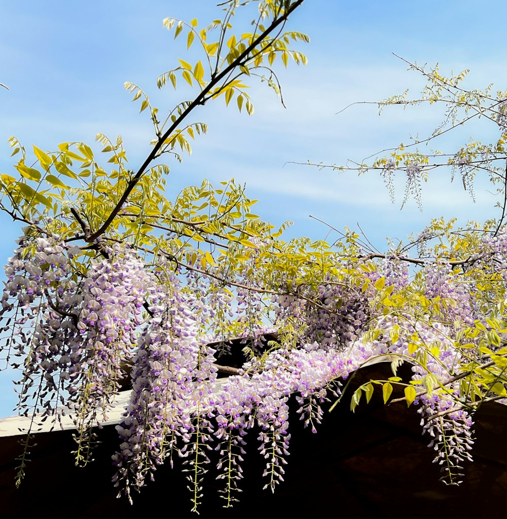 purple flowers are growing on the branches of a tree