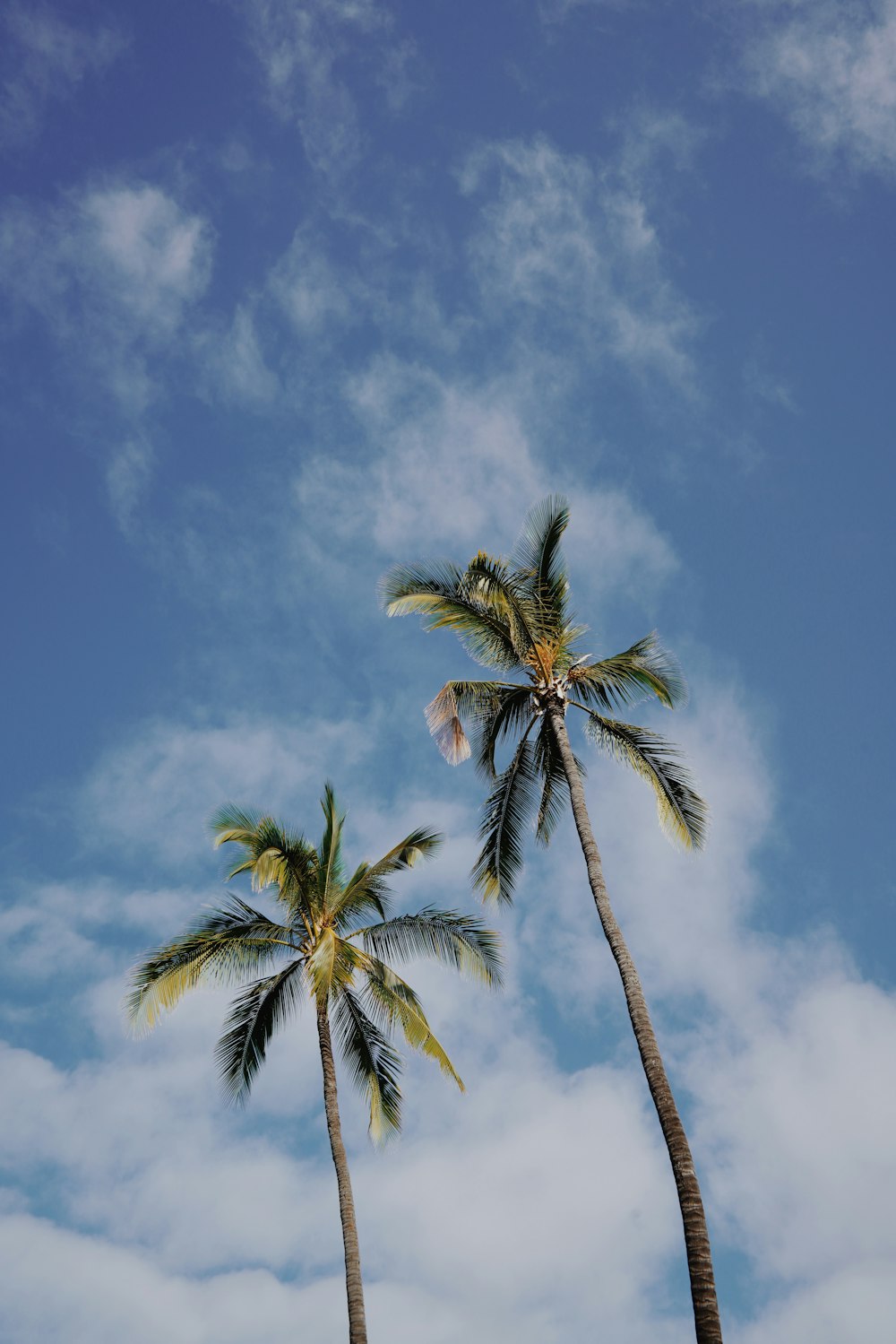 a couple of palm trees standing next to each other