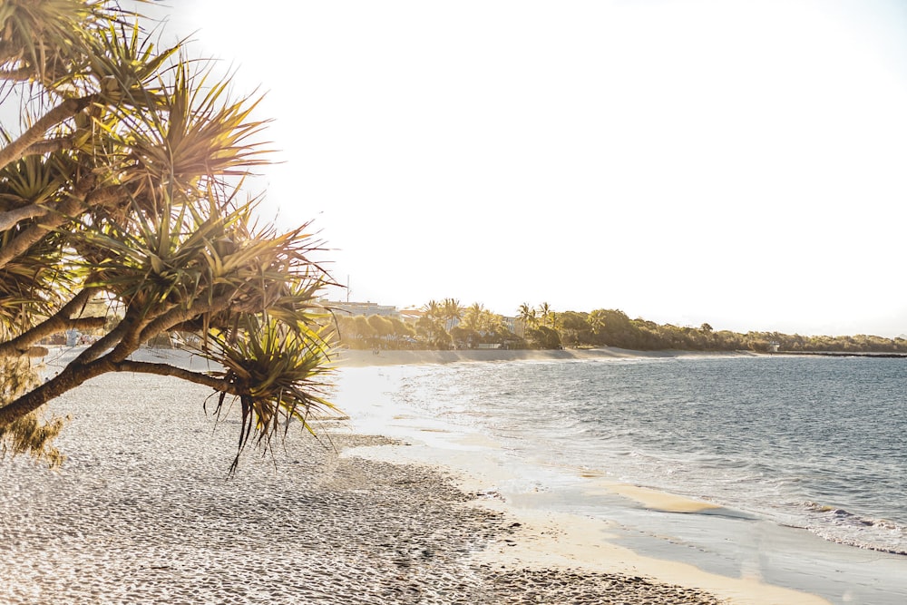 a view of a beach with a tree in the foreground