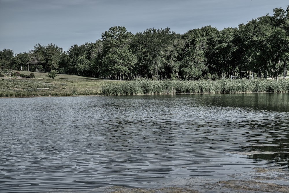 a large body of water surrounded by trees