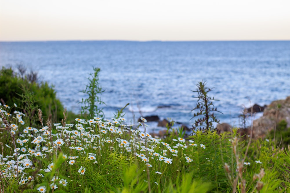 a field of wildflowers near the ocean