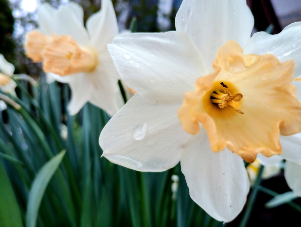 a group of white and yellow flowers with green leaves