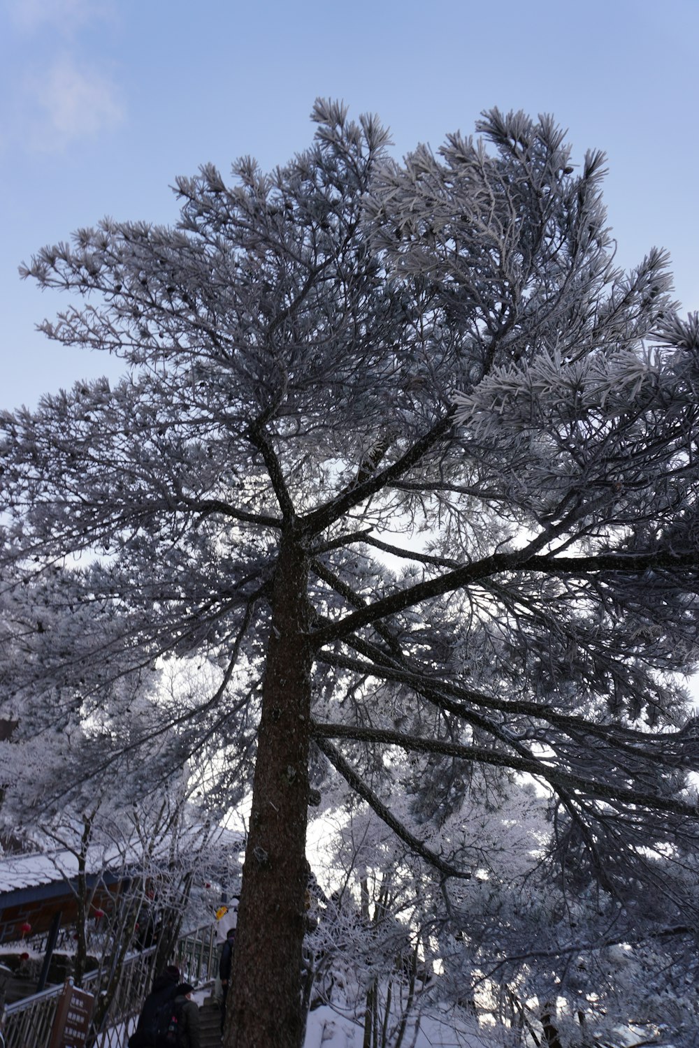 un grand arbre couvert de neige à côté d’une forêt