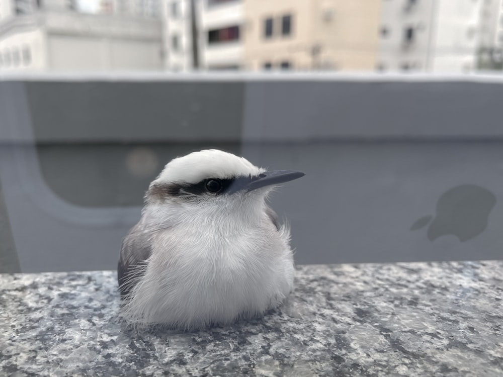 a small bird sitting on top of a table