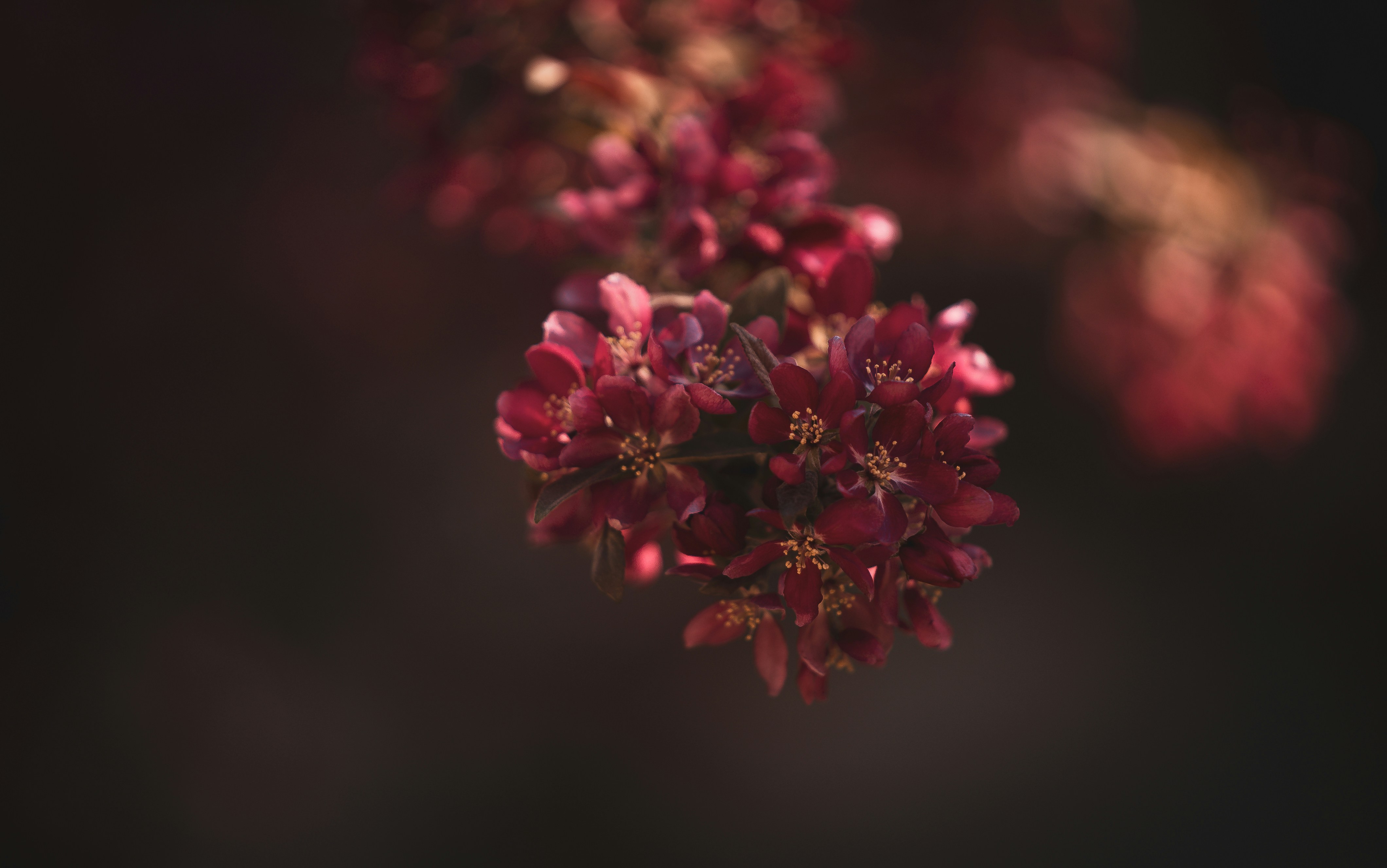 Photo by giginkrishnan