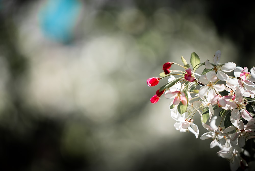 a bunch of white and red flowers on a tree