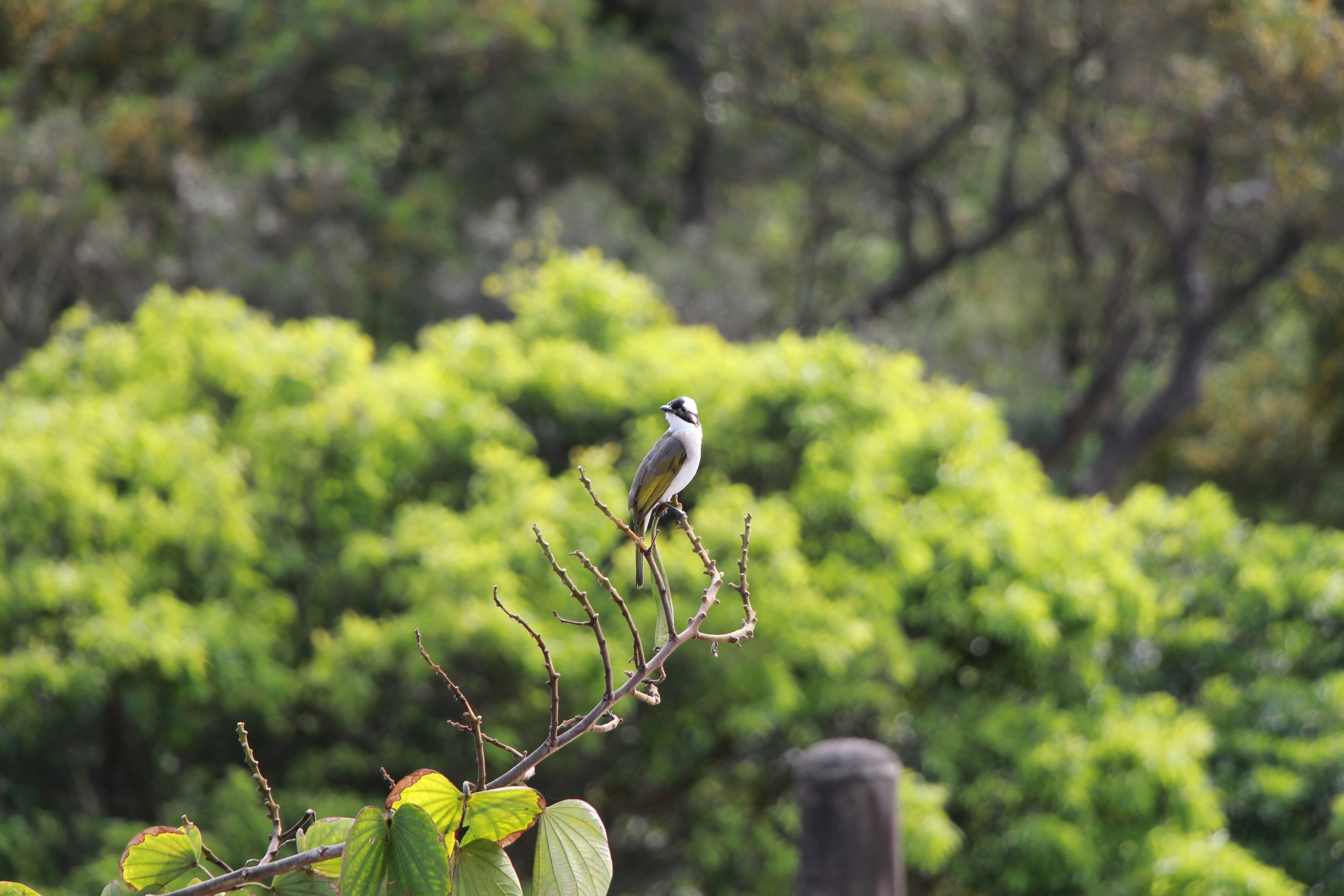 a bird perched on a tree branch in a forest