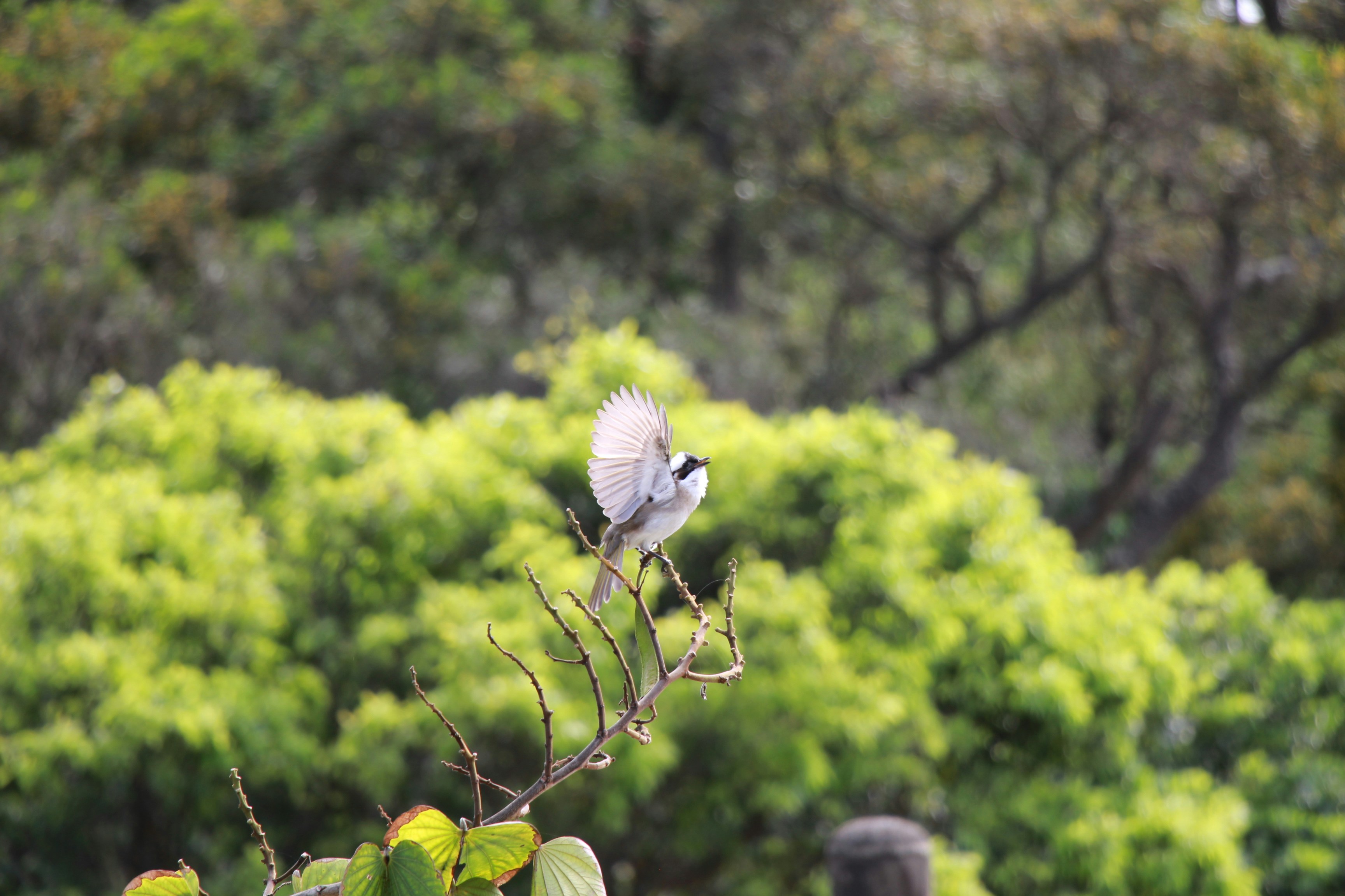 a bird sitting on top of a tree branch
