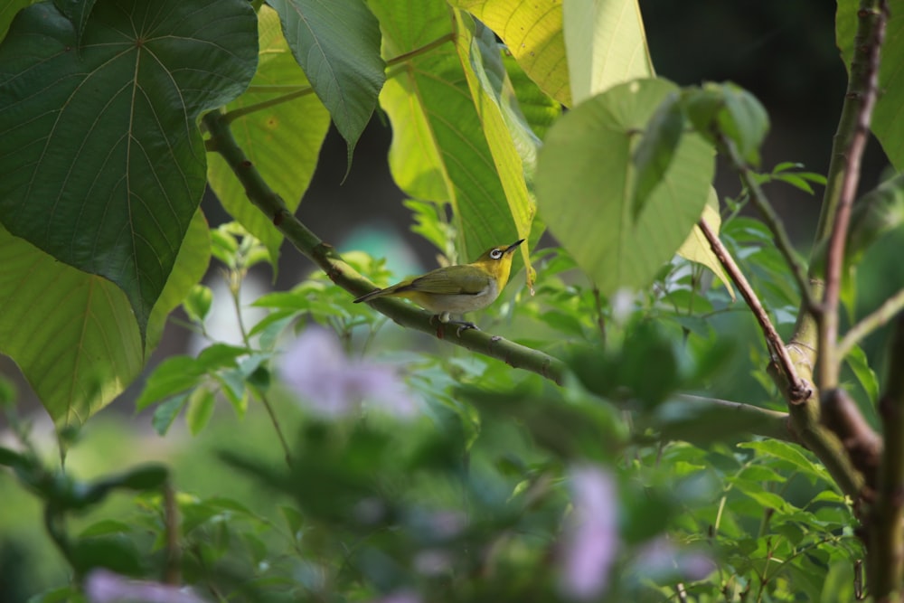 a small bird perched on a branch in a tree