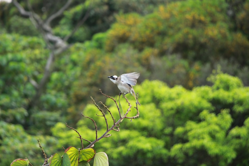 a small bird sitting on top of a tree branch