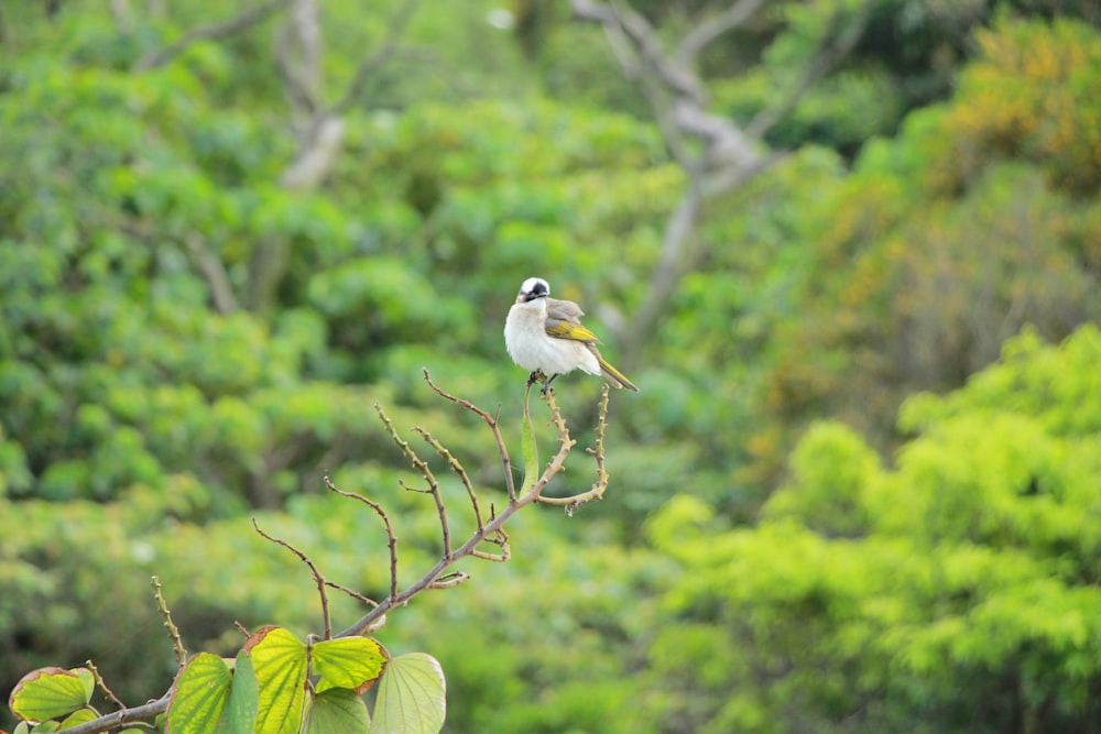 a bird sitting on a branch in a forest