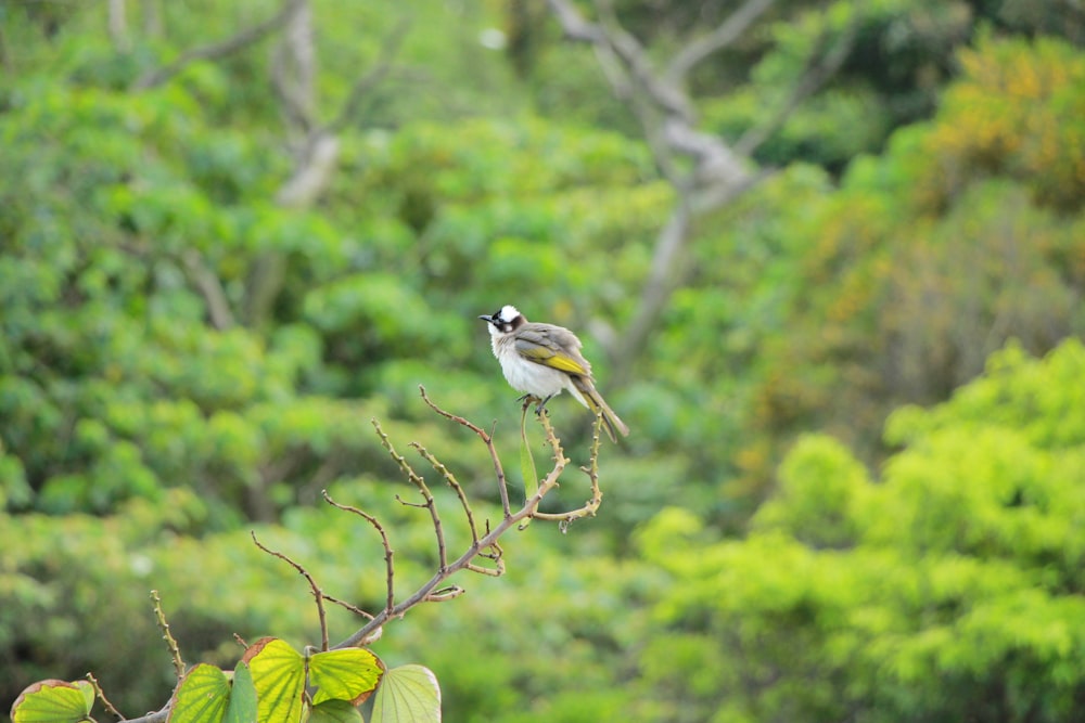 a small bird perched on top of a tree branch