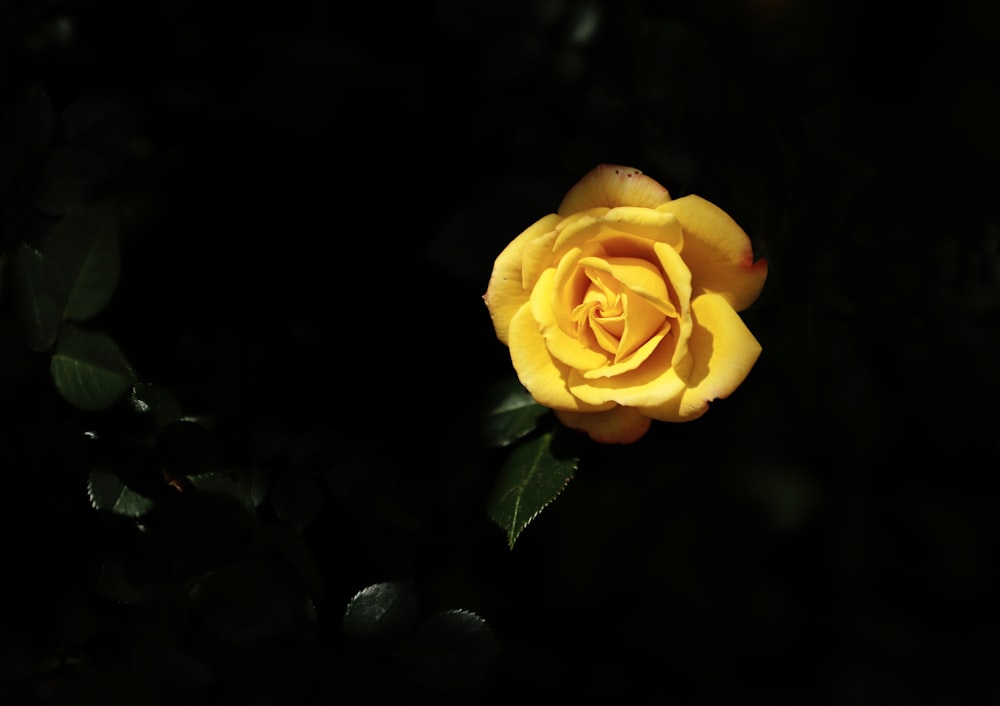 a yellow rose with green leaves on a dark background