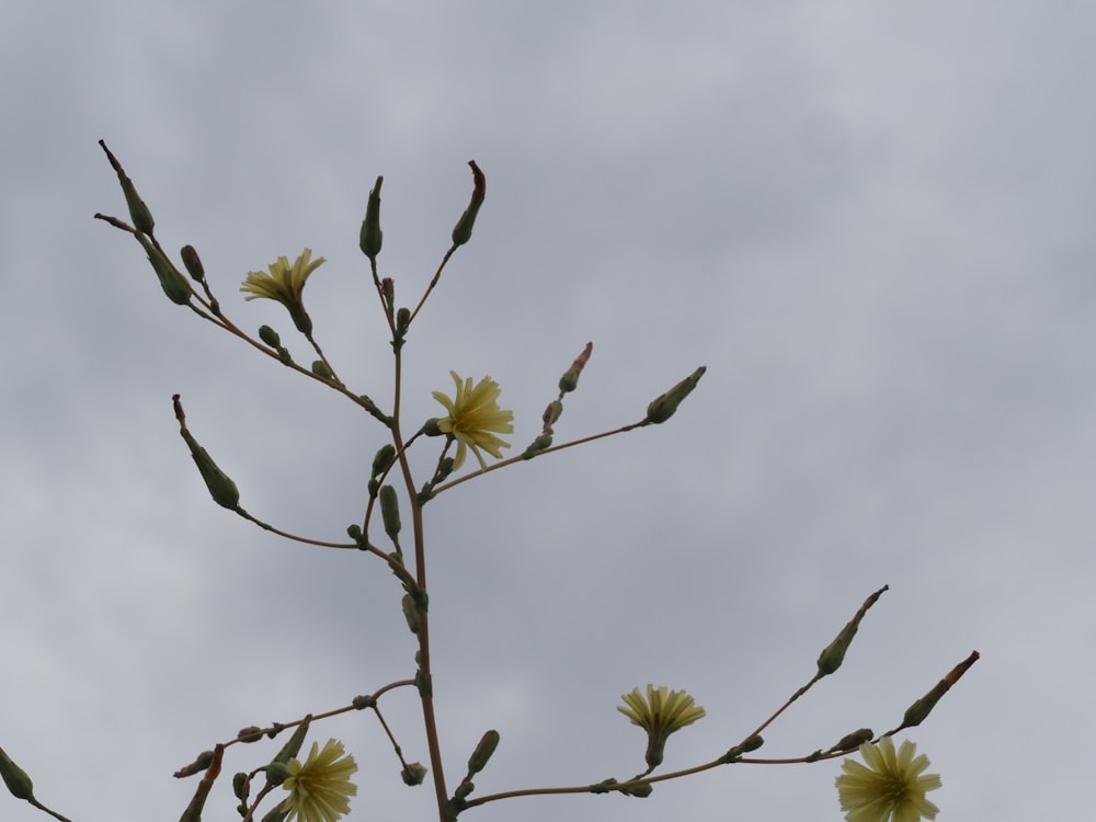 a branch with yellow flowers against a cloudy sky