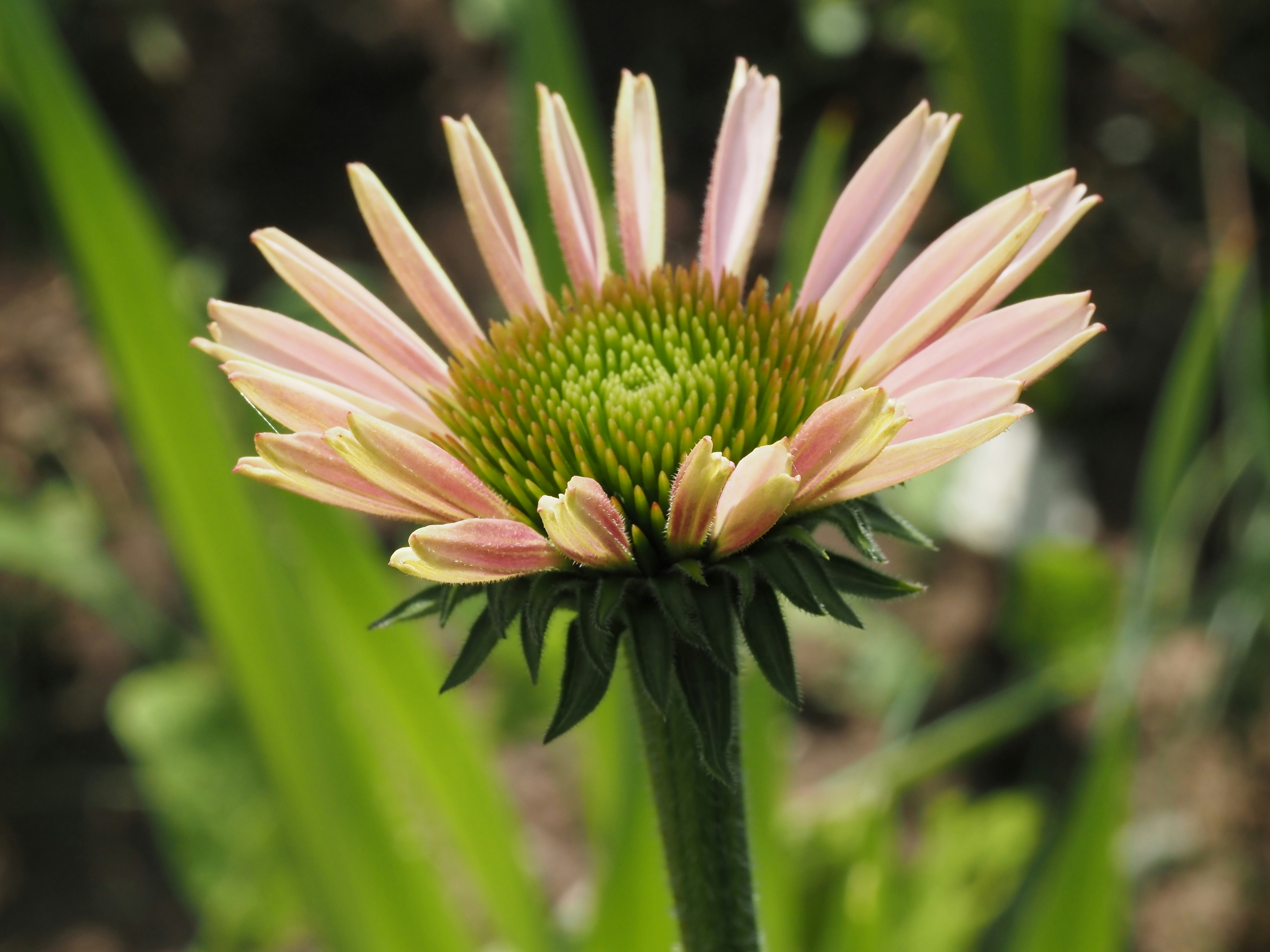 Un primer plano de una flor rosa y amarilla
