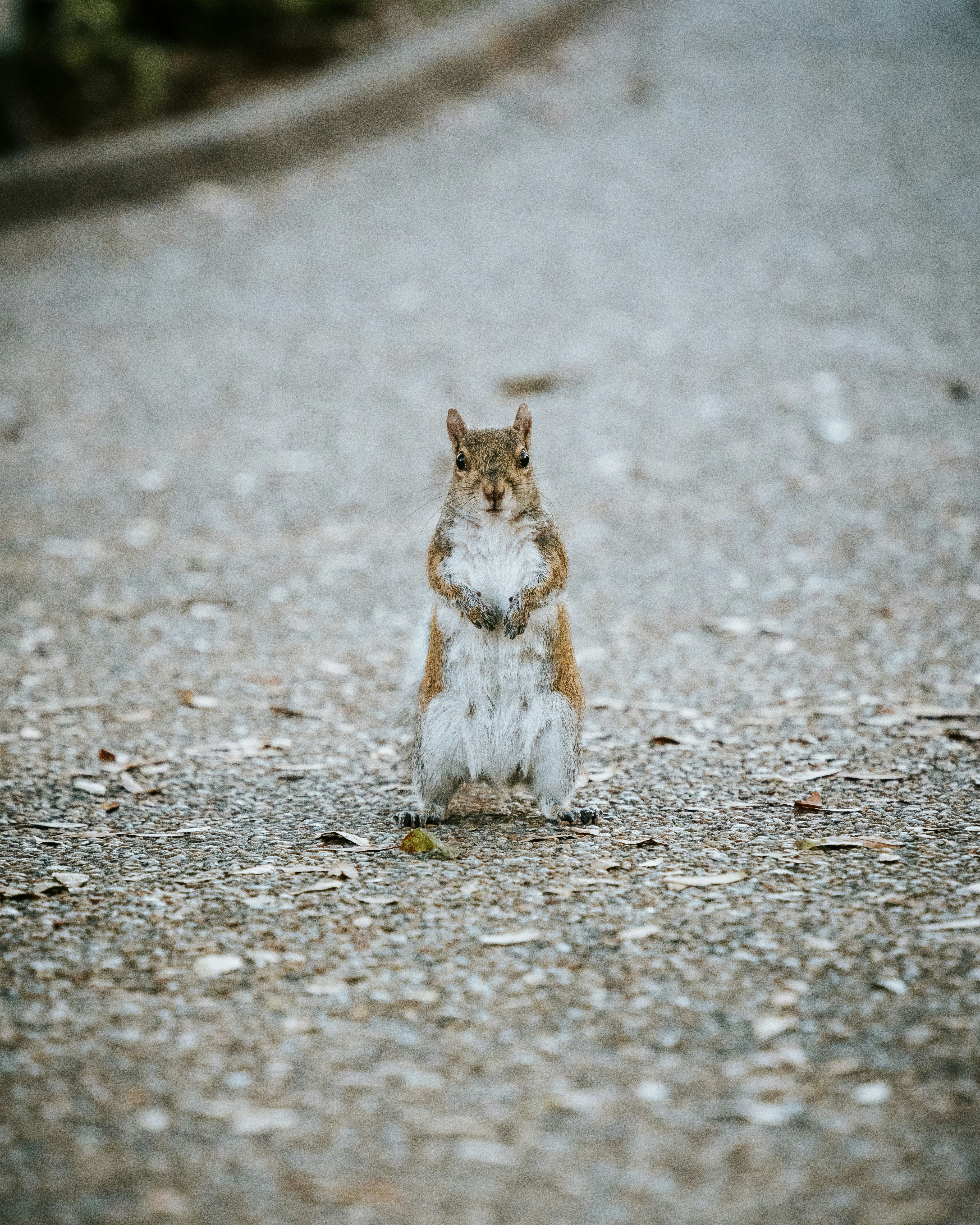 a squirrel sitting on its hind legs on a road
