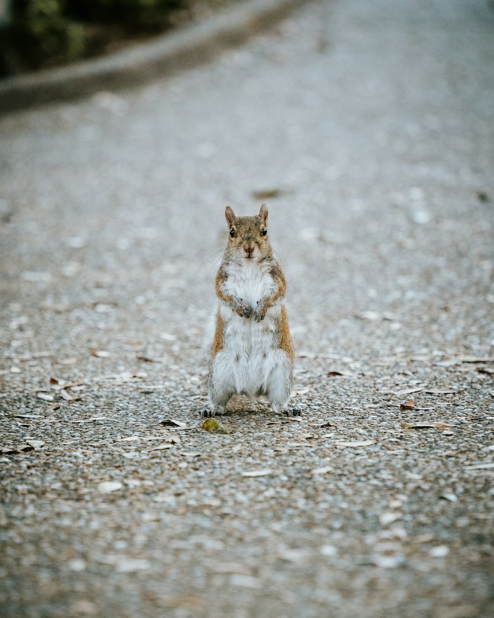 a squirrel sitting on its hind legs on a road