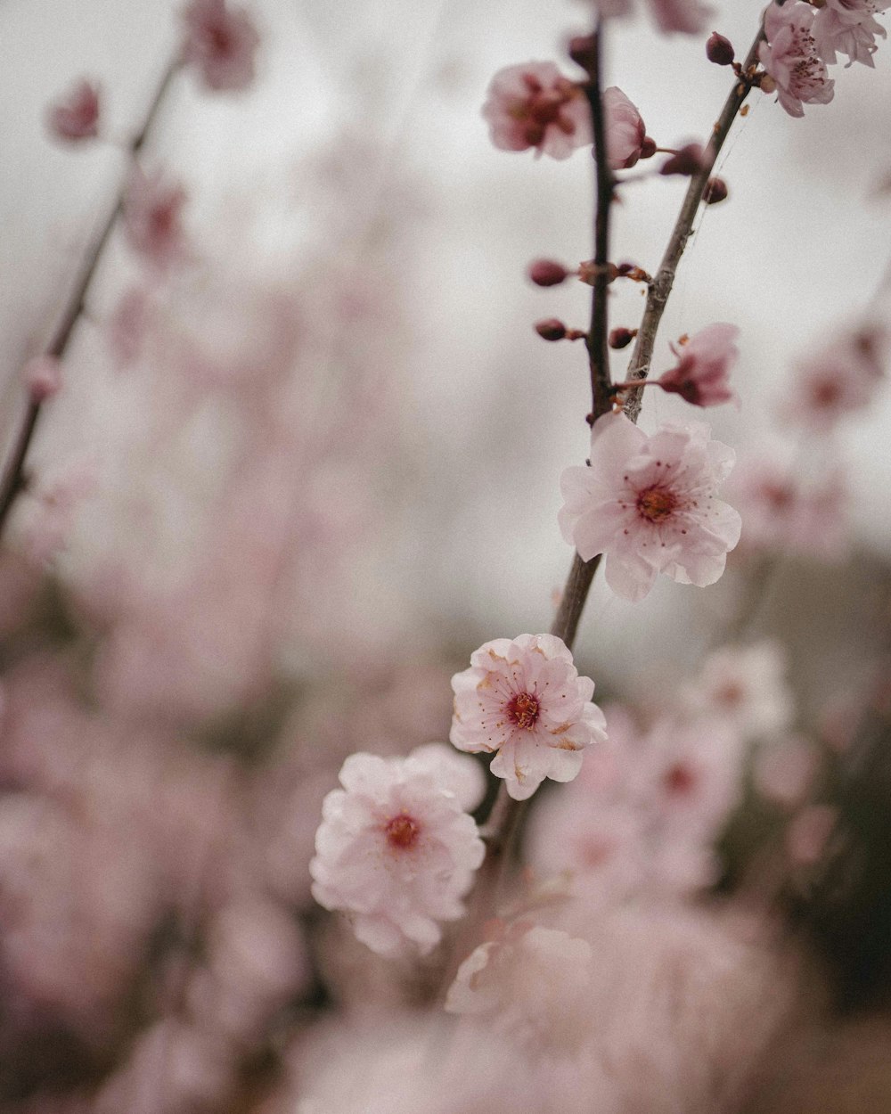 a close up of a tree with pink flowers