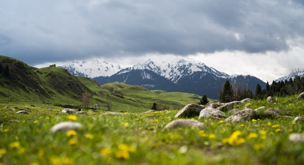 a grassy field with rocks and flowers in the foreground