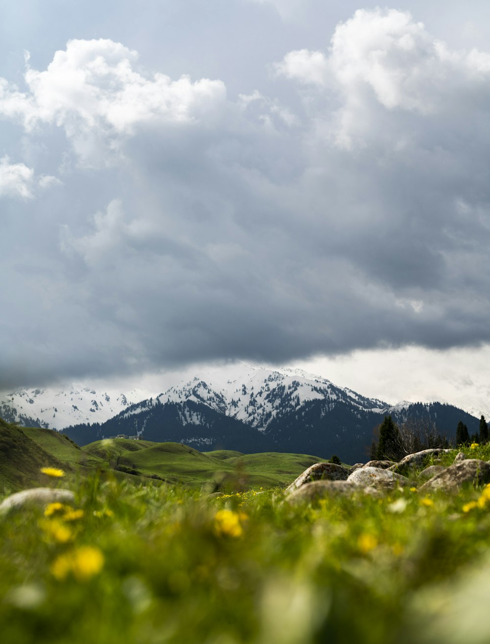 a grassy field with yellow flowers and mountains in the background