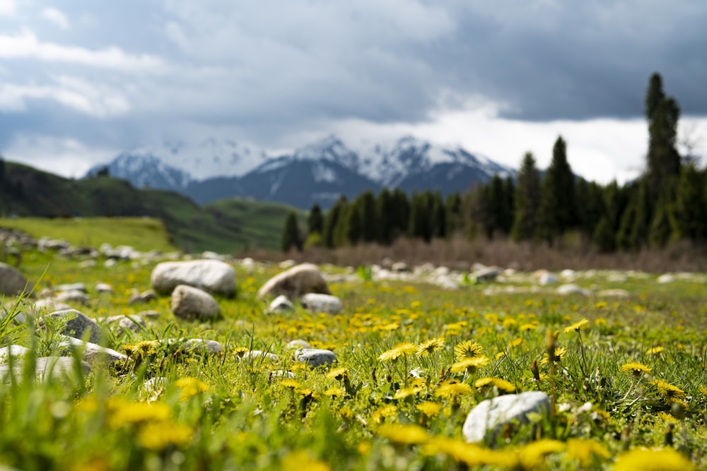 a field full of rocks and flowers with mountains in the background