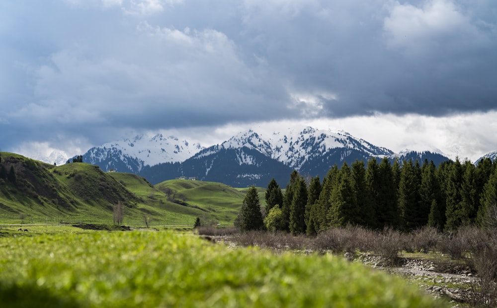 a grassy field with a mountain in the background