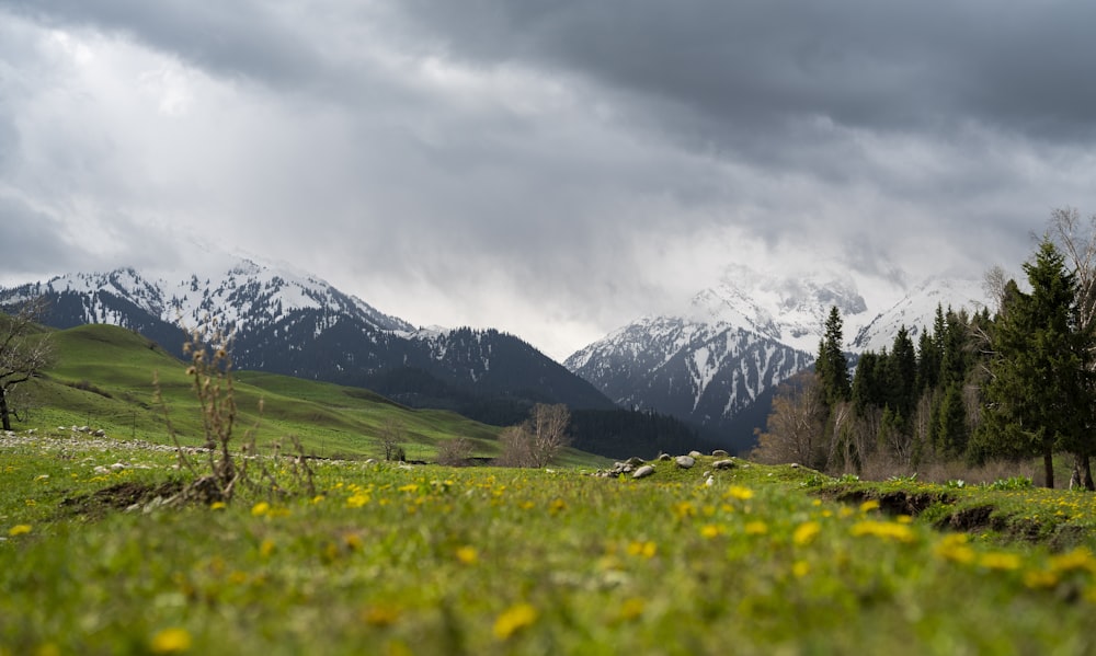 a grassy field with yellow flowers in the foreground and mountains in the background