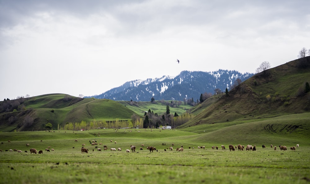 a herd of cattle grazing on a lush green hillside