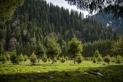 A lush, green forest scene with tall coniferous trees densely packed on a hillside. In the foreground, a field dotted with young evergreen trees spreads across the landscape. Sunlight gently filters through, creating a serene and natural atmosphere. The sky is partially visible with hints of cloud cover.