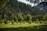 A lush, green forest scene with tall coniferous trees densely packed on a hillside. In the foreground, a field dotted with young evergreen trees spreads across the landscape. Sunlight gently filters through, creating a serene and natural atmosphere. The sky is partially visible with hints of cloud cover.
