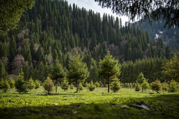 A lush, green forest scene with tall coniferous trees densely packed on a hillside. In the foreground, a field dotted with young evergreen trees spreads across the landscape. Sunlight gently filters through, creating a serene and natural atmosphere. The sky is partially visible with hints of cloud cover.