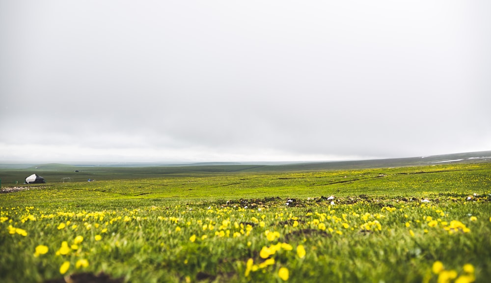 a field of green grass with yellow flowers