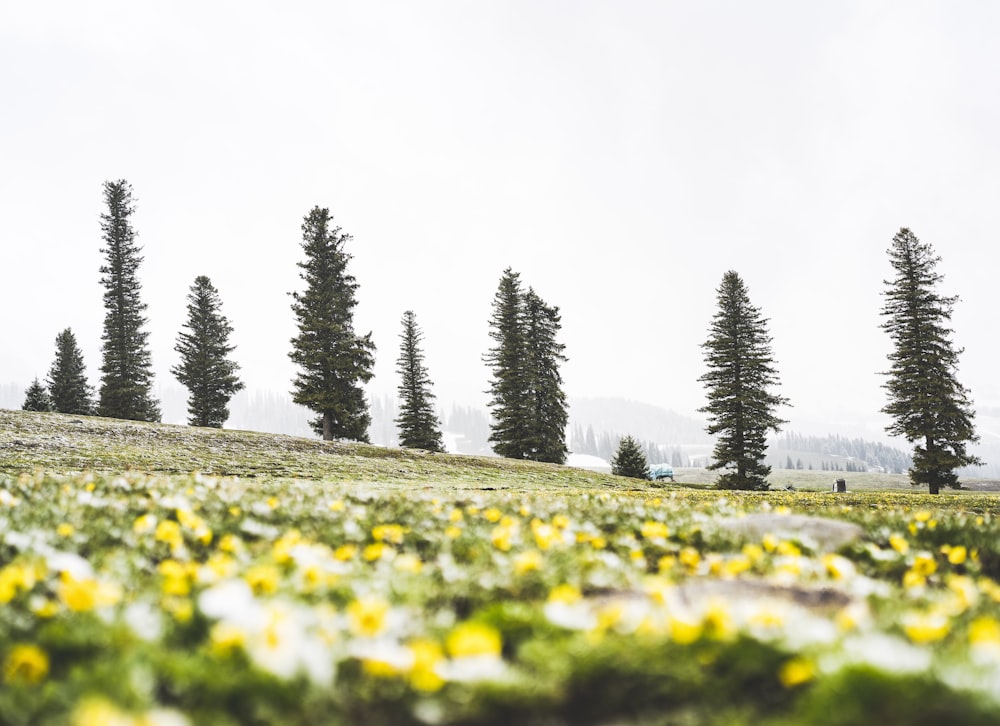 a bunch of trees that are on a hill