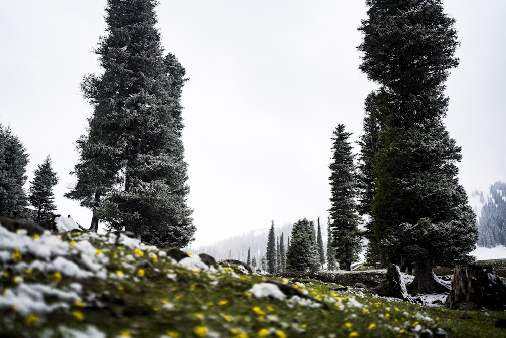 a couple of trees that are standing in the snow