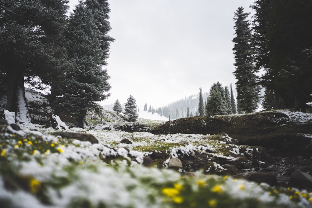 a forest filled with lots of trees covered in snow