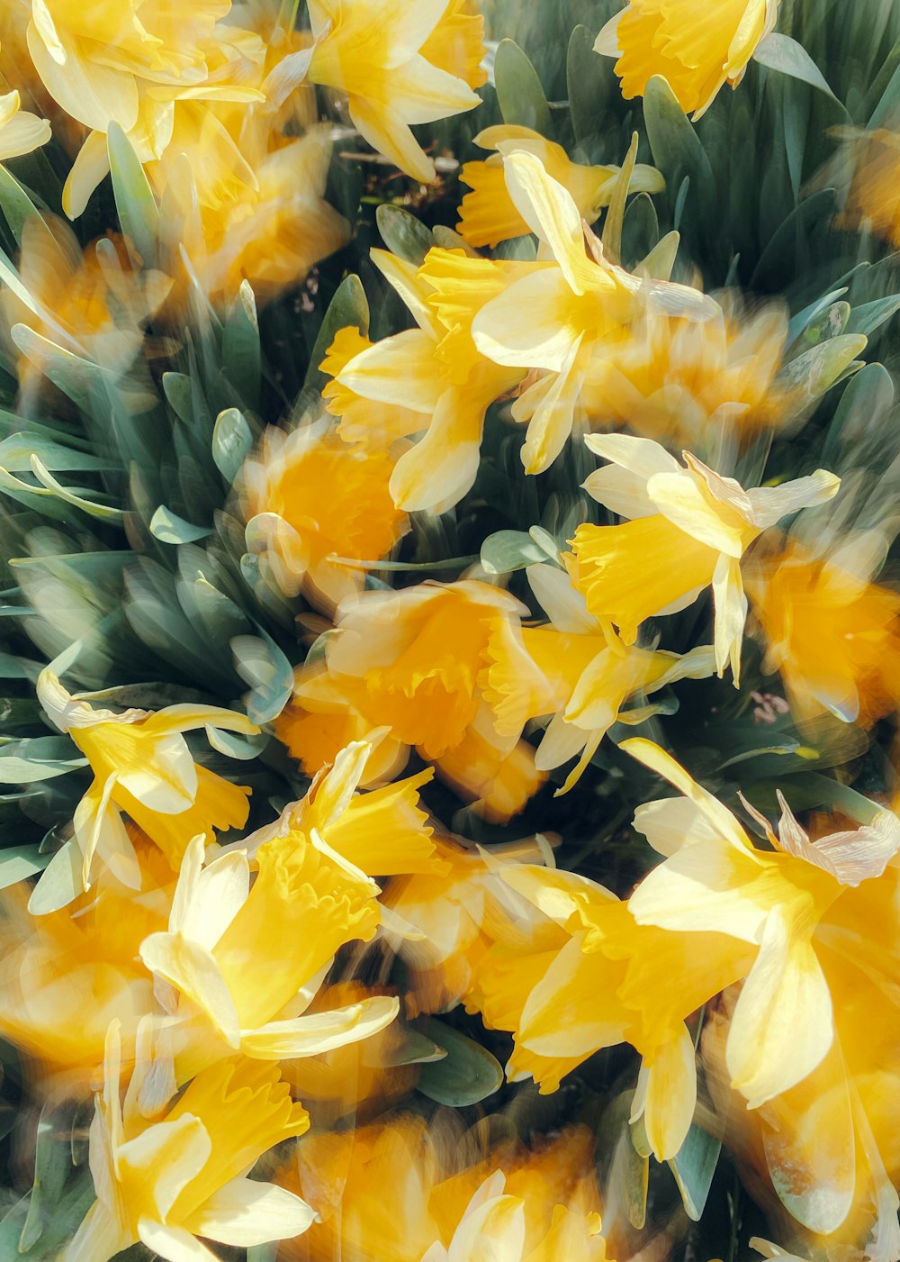 a bunch of yellow flowers with green leaves