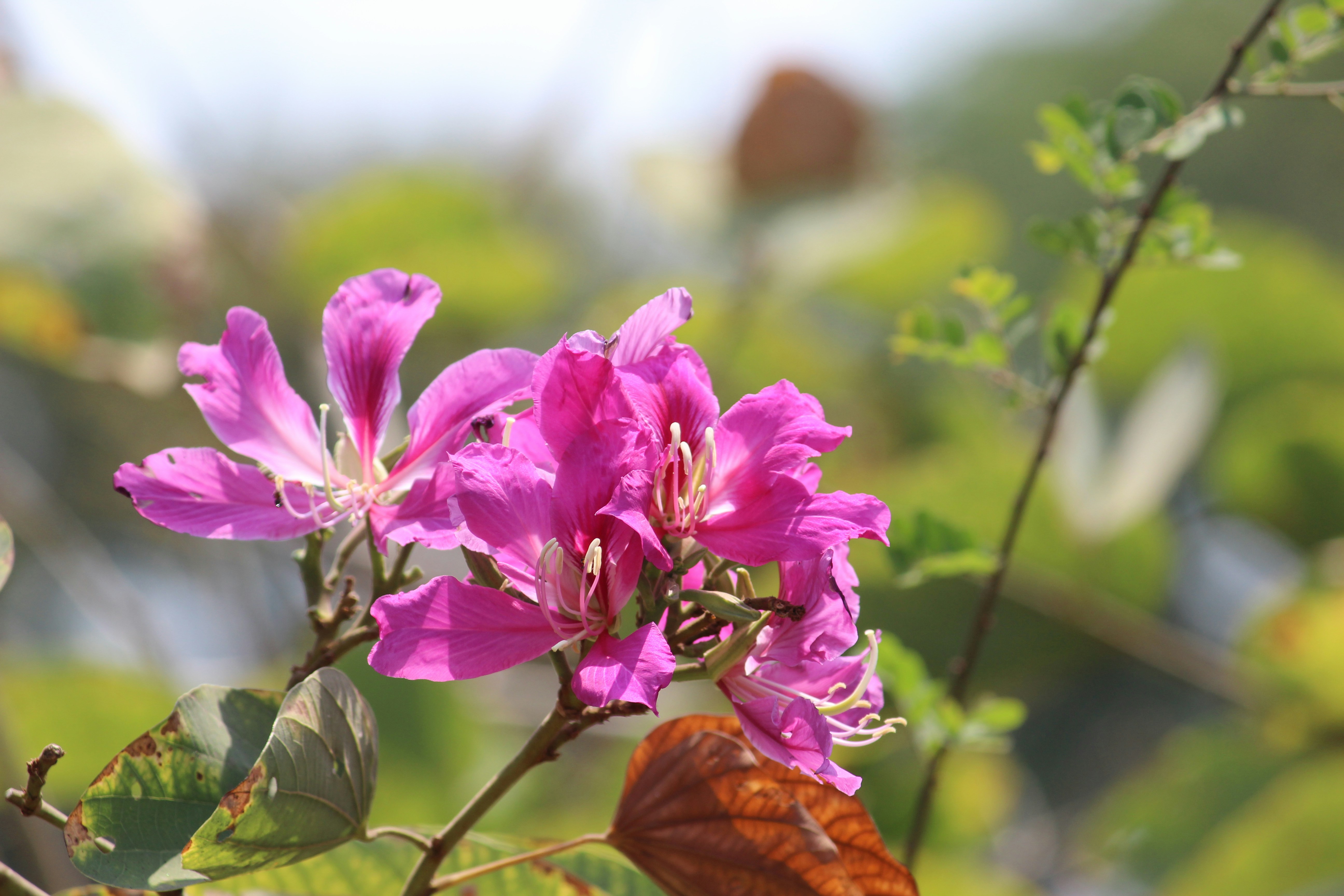 Photo by dipesh_ashiyani