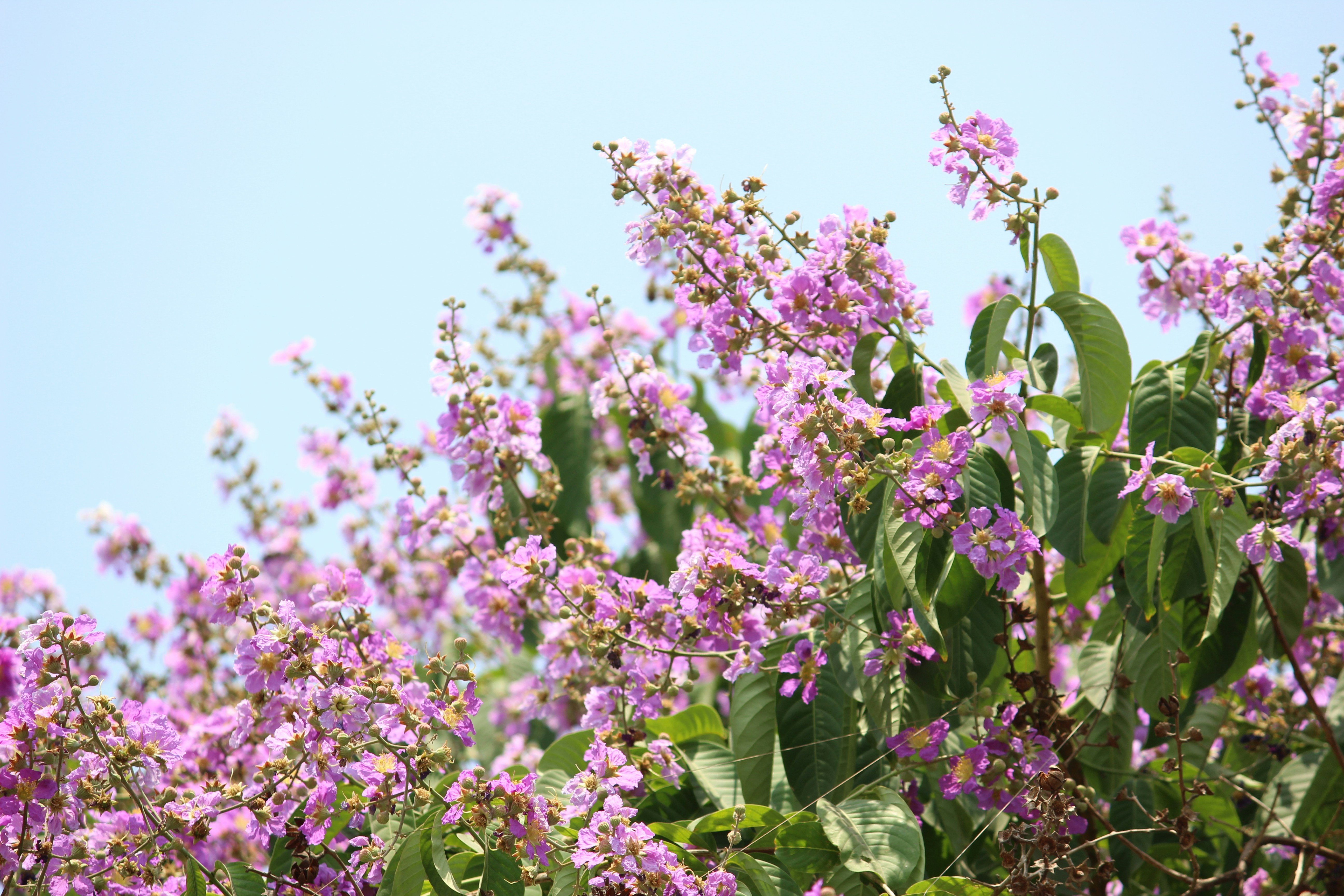 a bunch of purple flowers that are growing on a tree