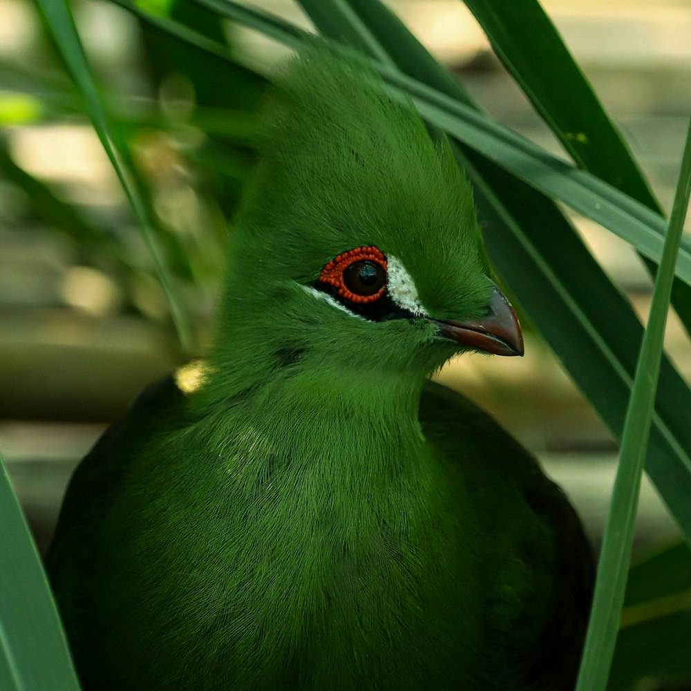 a close up of a green bird with a red eye