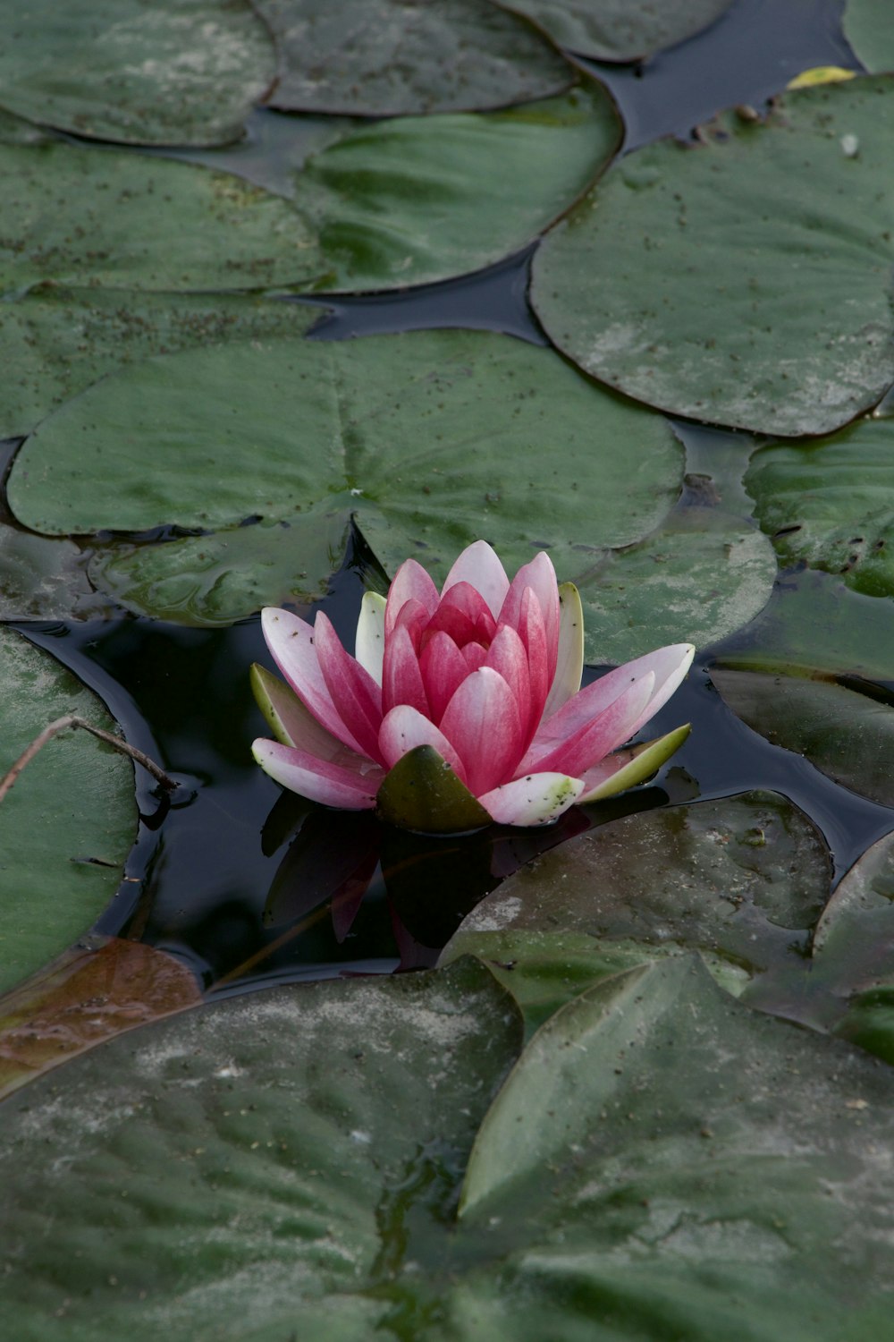 a pink and white water lily in a pond