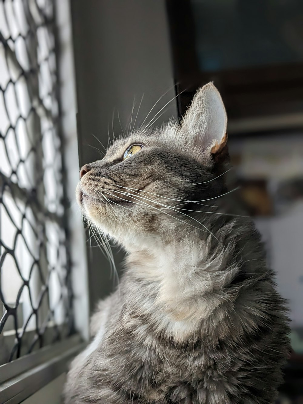 a cat looking out a window at something outside